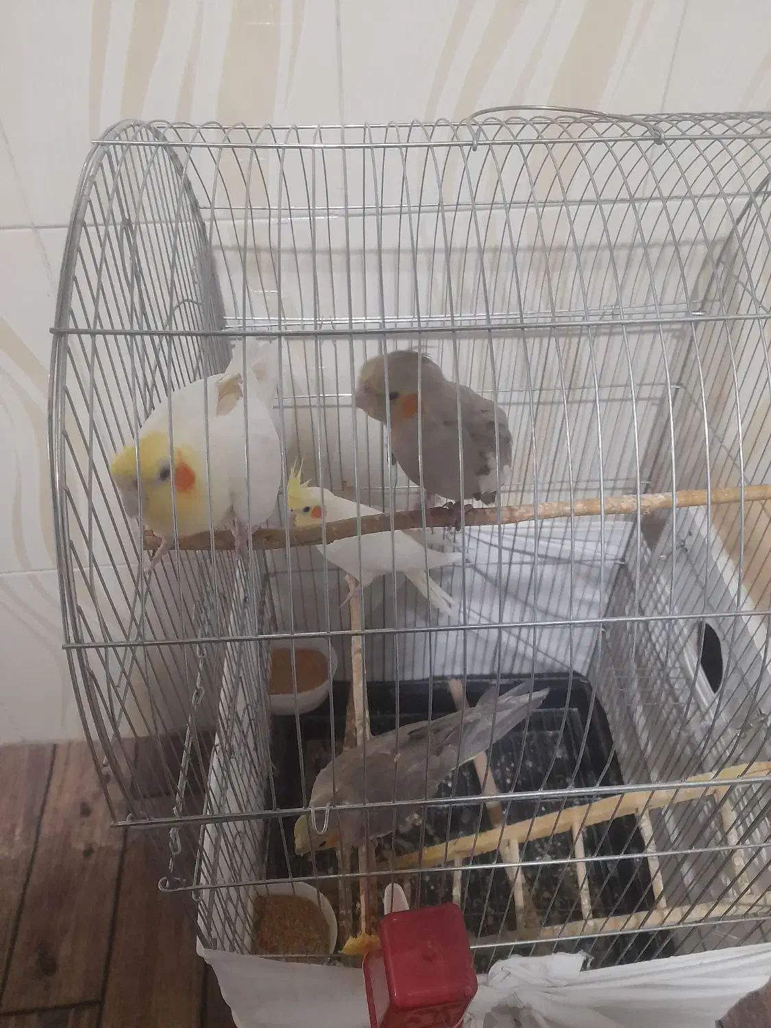 دو عدد عروس دو ماهه به فروش می‌رسد|پرنده|میاندوآب, |دیوار