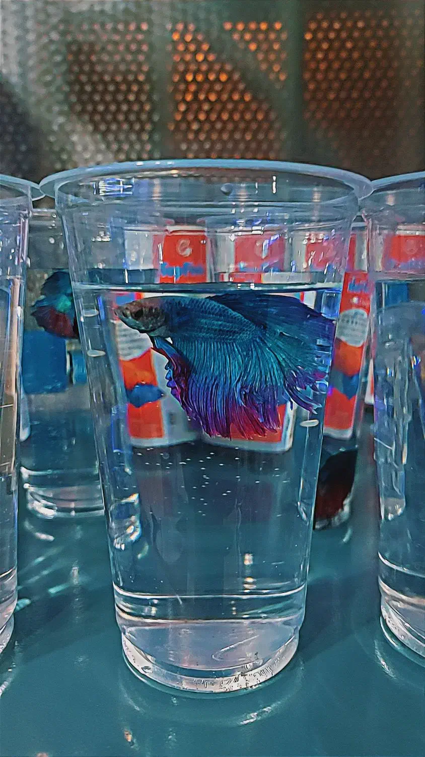 فایتر هافمون مولد|ماهی|شهریار, شهرک وائین|دیوار