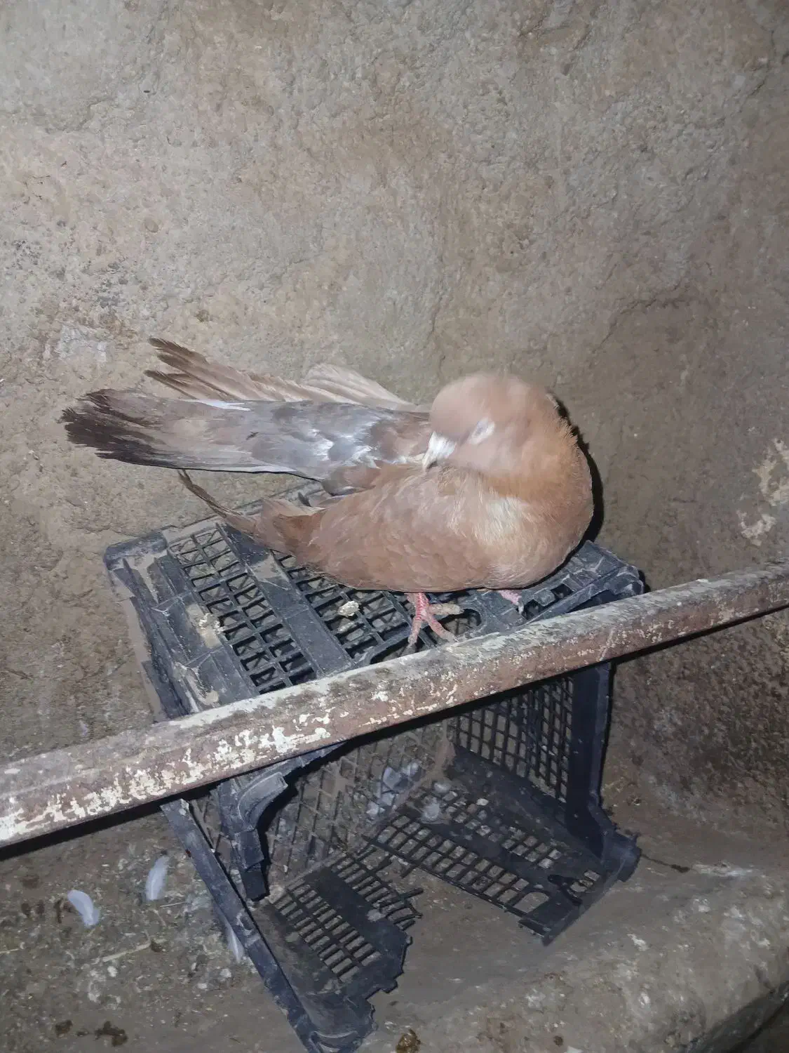 کبوتر|پرنده|زنجانرود, |دیوار