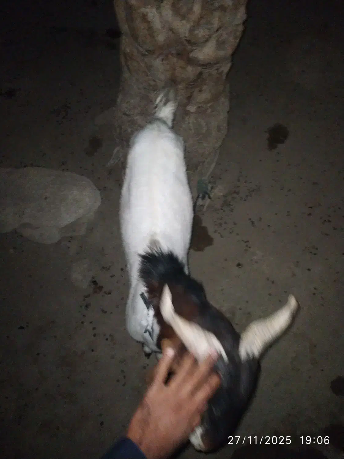 بز نر پاکستانی|حیوانات مزرعه|ساربوک, |دیوار