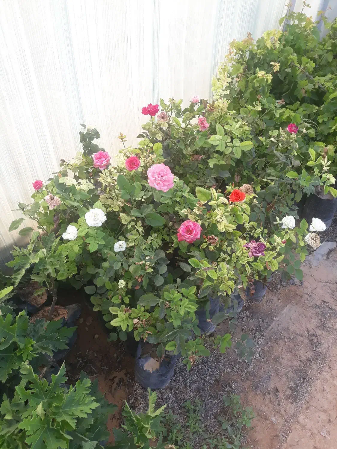 نهال انگور و انجیر و گل|گل و گیاه طبیعی|شیراز, دانشکده کشاورزی دانشگاه شیراز|دیوار