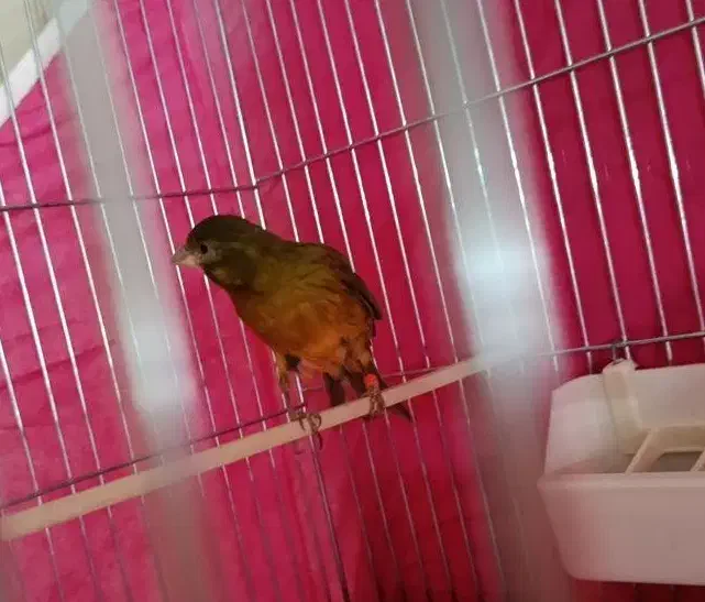 قناری نر|پرنده|قزوین, |دیوار