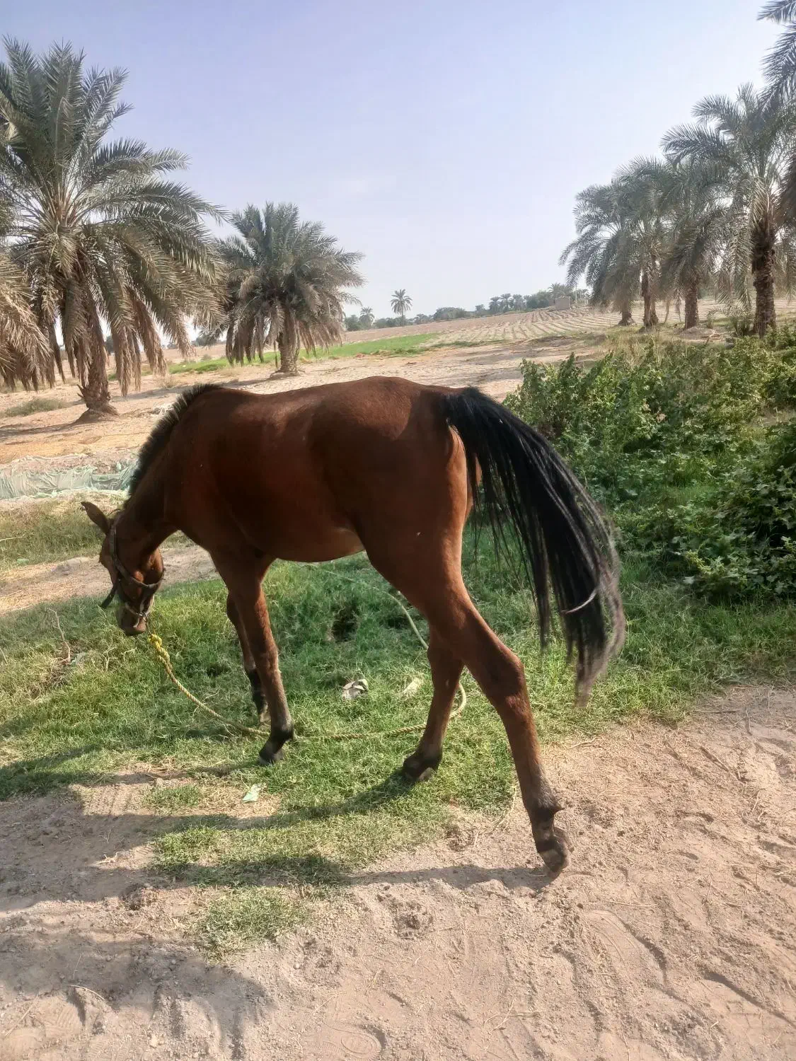 کره اسب|اسب و تجهیزات اسبسواری|عنبرآباد, |دیوار