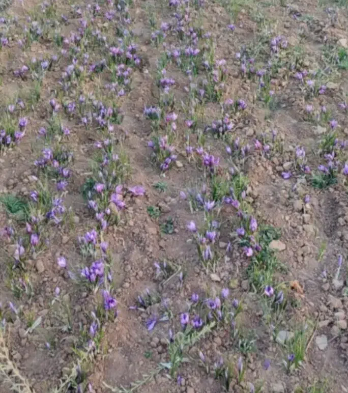 زمین کشاورزی 5000 متری زعفران جاده فریمان|فروش زمین و ملک کلنگی|فریمان, |دیوار