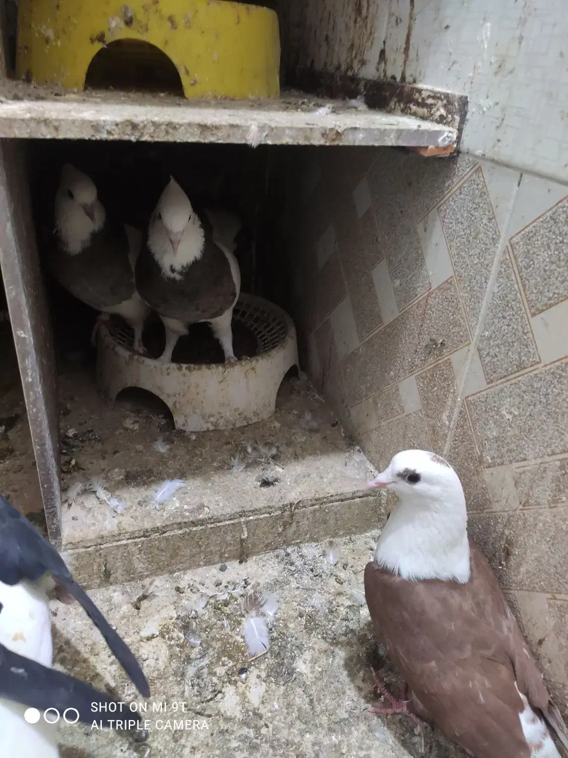 همه فروشی|بدلیجات|سبزوار, قصبه غربی|دیوار