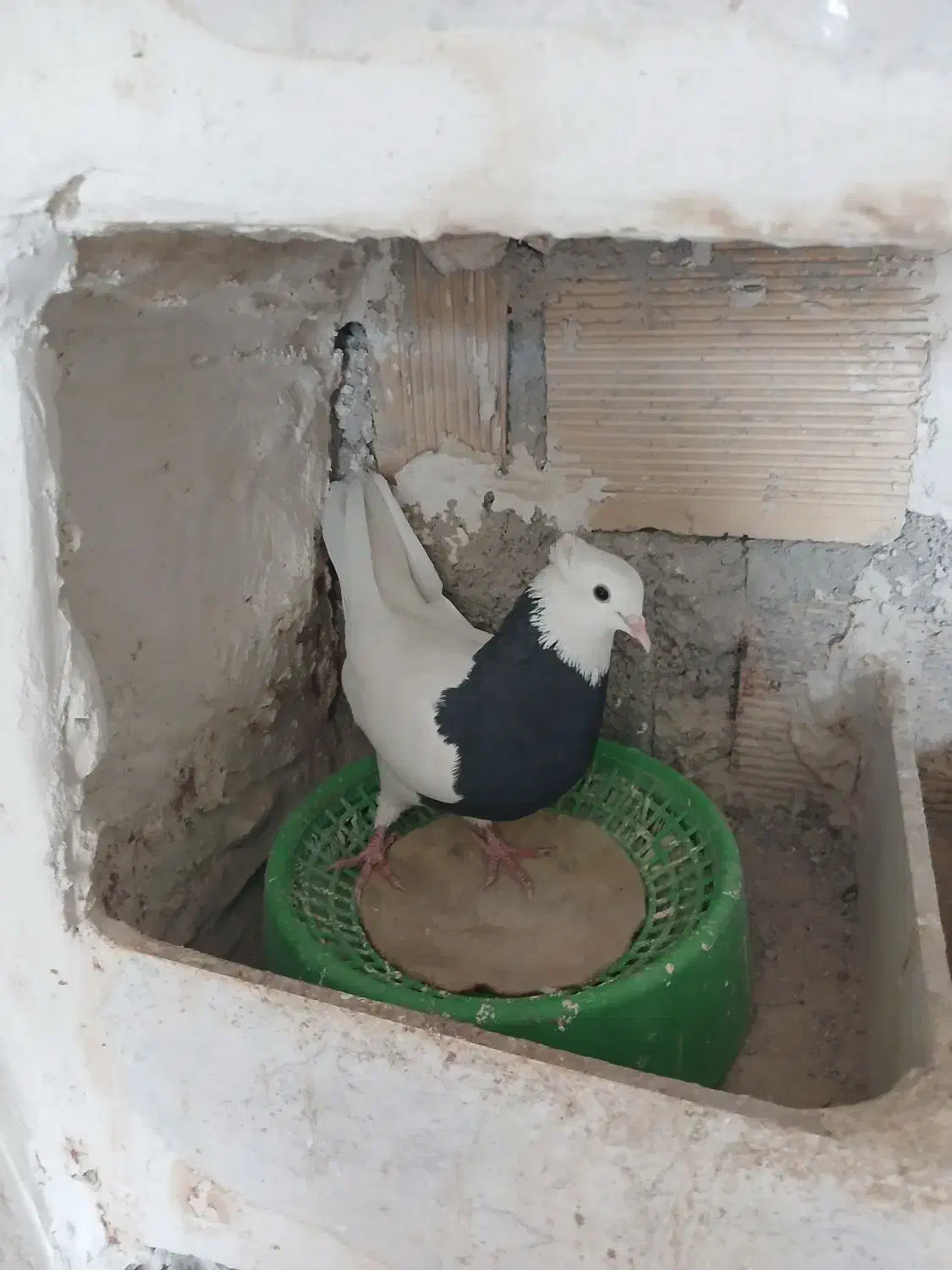 فروش طوقی|پرنده|دهدشت, |دیوار