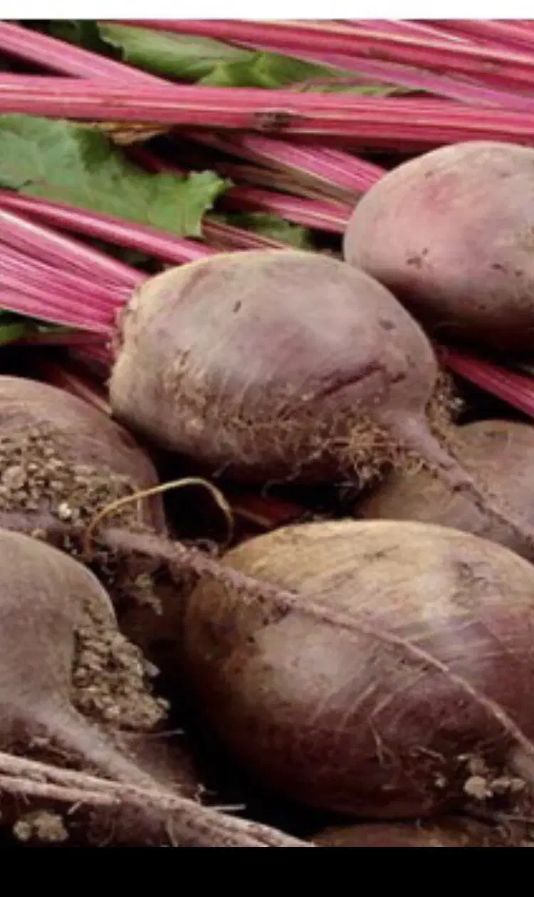 بذر لبو|گل و گیاه طبیعی|مرودشت, ابوذر جنوبی|دیوار