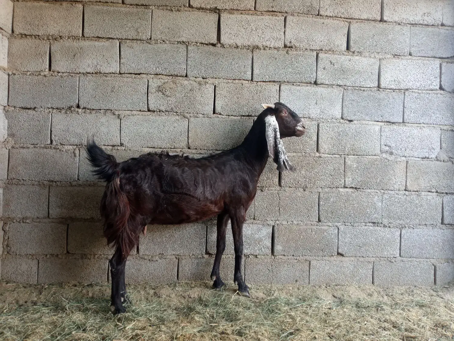 گوسفند پاکستانی|حیوانات مزرعه|جیرفت, |دیوار
