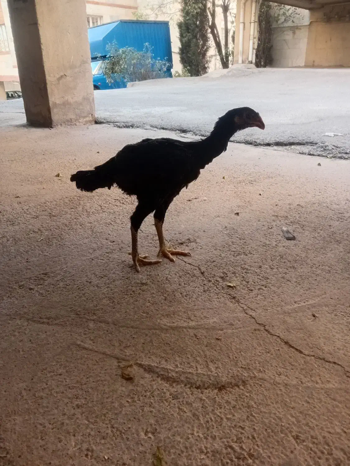 مرغ لاری افغان|پرنده|ایلام, |دیوار