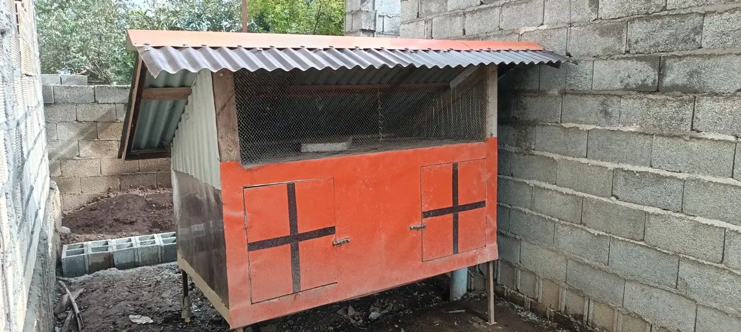 لانه  مرغ خروس|حیوانات مزرعه|ماکلوان, |دیوار