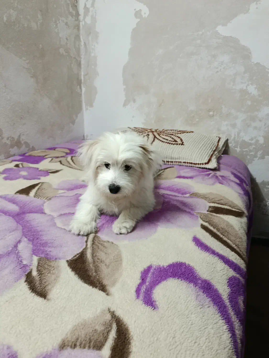 سگ شیتزو|سگ|تربت جام, والفجر|دیوار