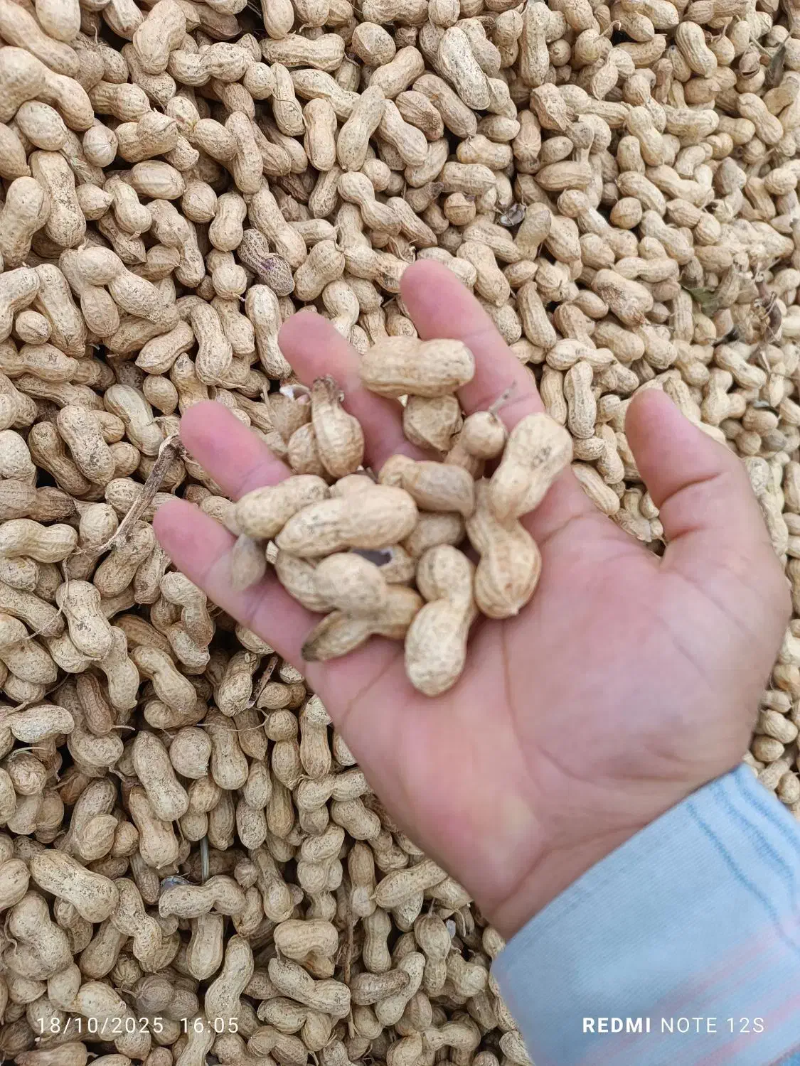 بادام غلافدار گلی آفتاب خشک|عمده‌فروشی|اسلام آباد, |دیوار