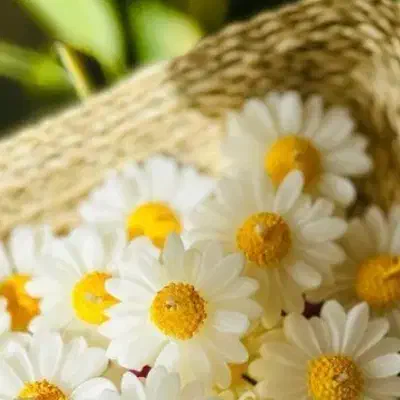 شمع وگیفت|صنایع دستی و سایر لوازم تزئینی|قم, امامزاده ابراهیم|دیوار