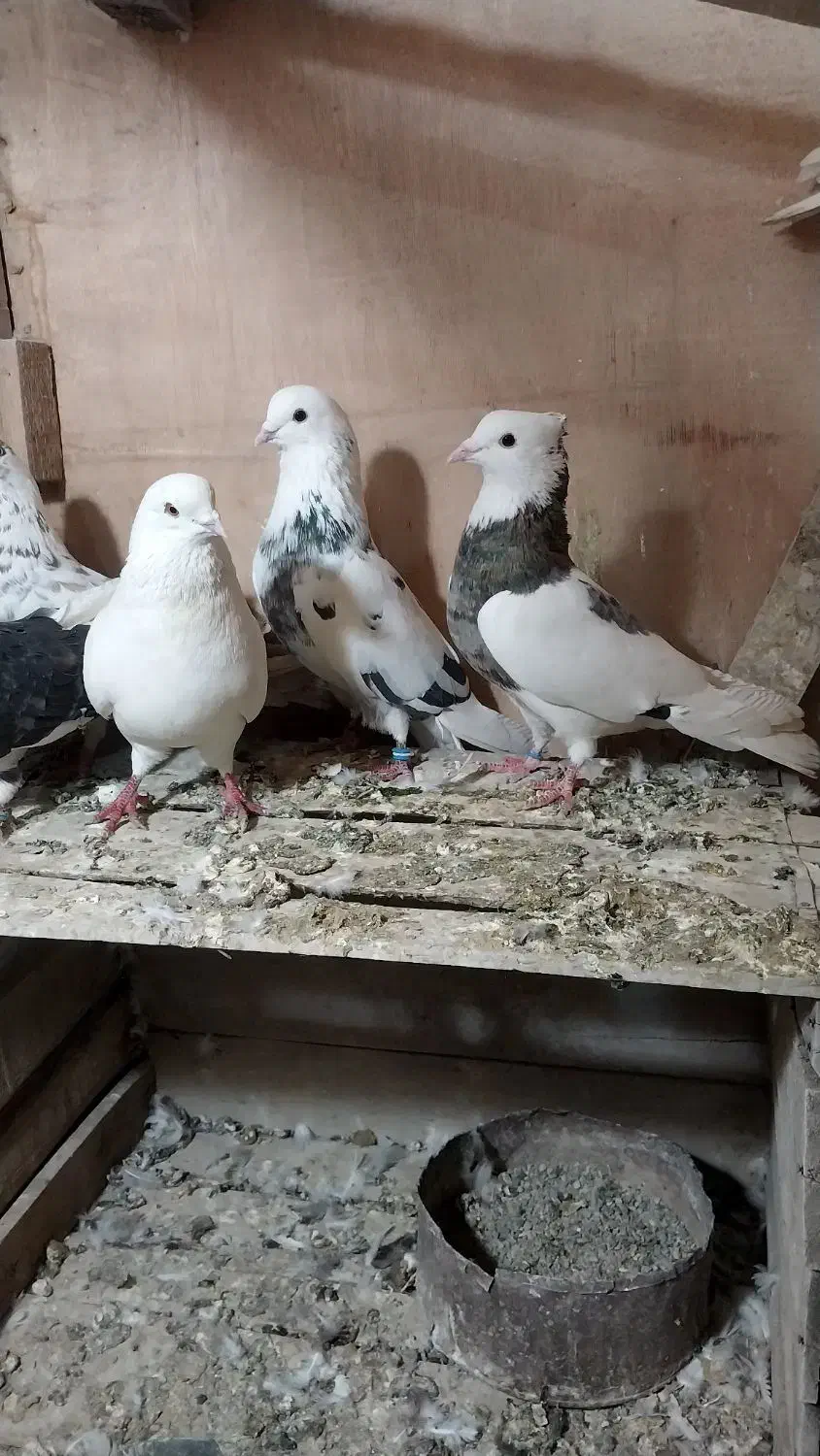 کفتر کبوتر غریب گیری|پرنده|مشکین‌دشت, |دیوار