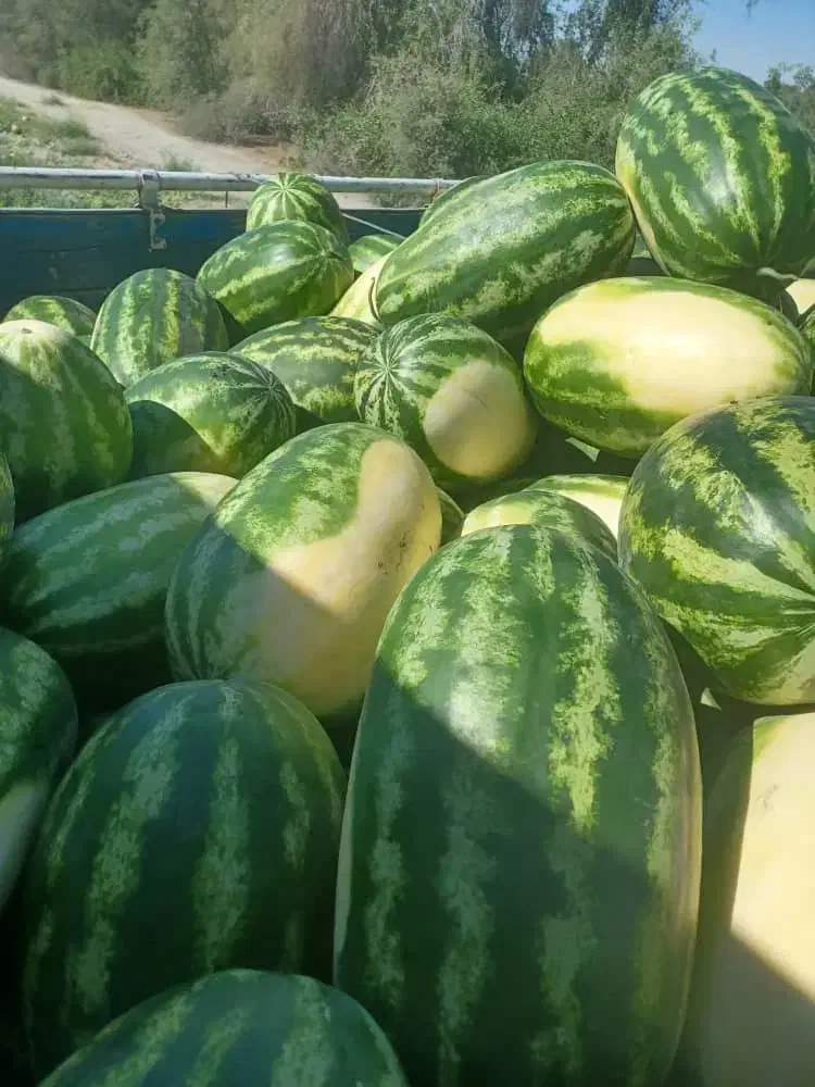 هندوانه بیضی شب یلدا B32|خوردنی و آشامیدنی|میناب, |دیوار