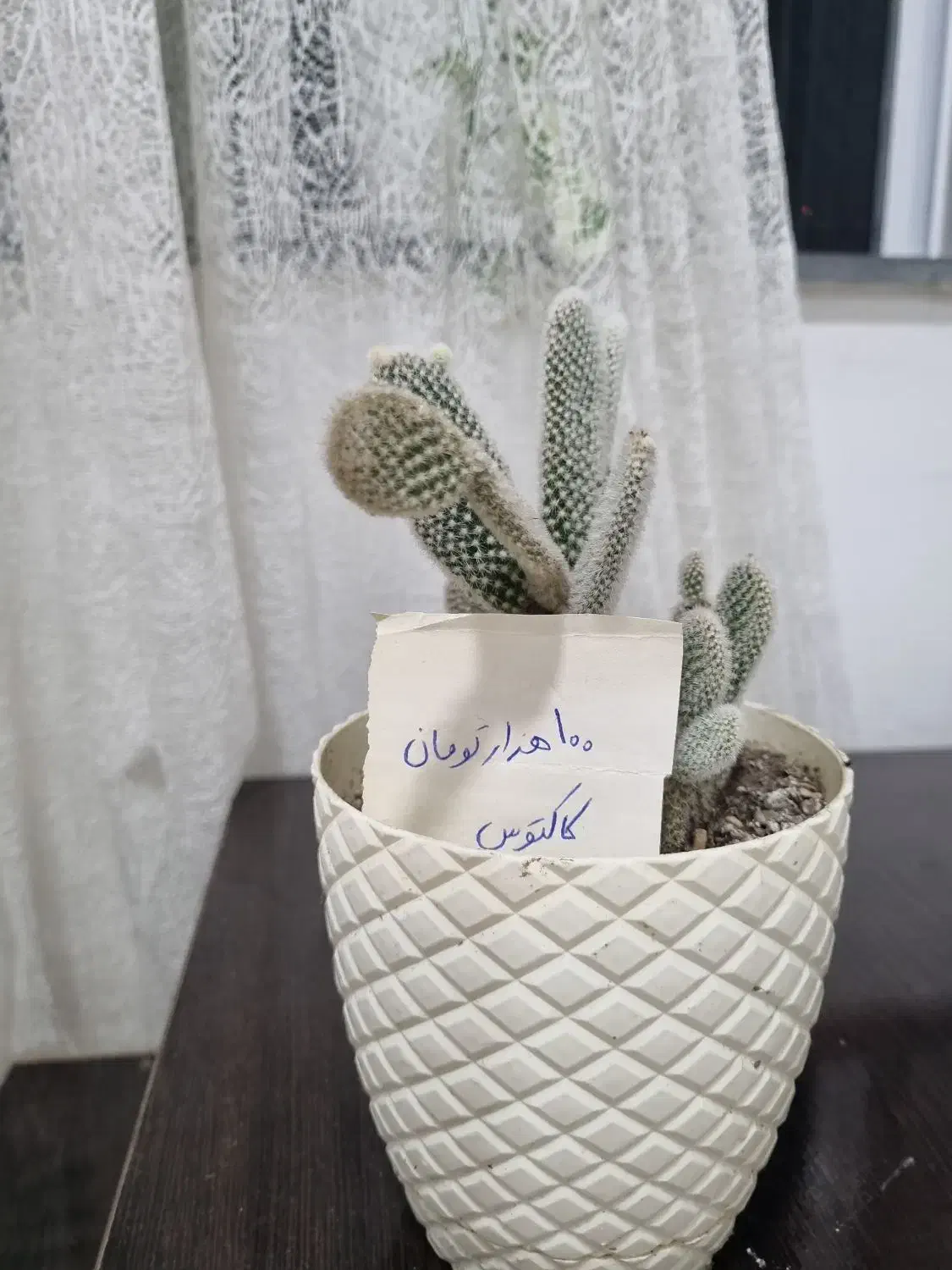 گل غوره و کاکتوس|گل و گیاه طبیعی|آستانه اشرفیه, |دیوار