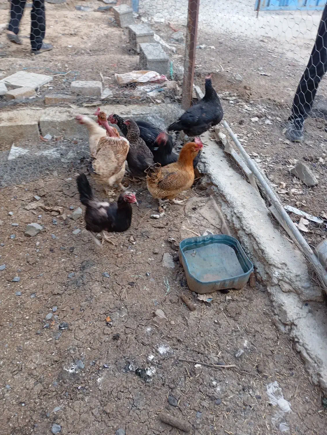 مرغ|حیوانات مزرعه|بروجرد, |دیوار