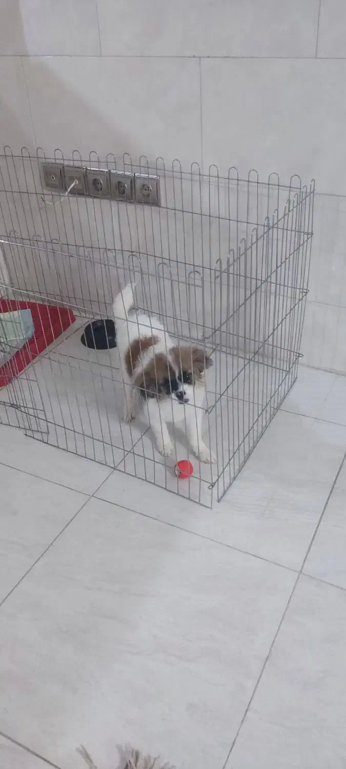 سگ نژاد شیتزو|سگ|اصفهان, کشاورزی|دیوار