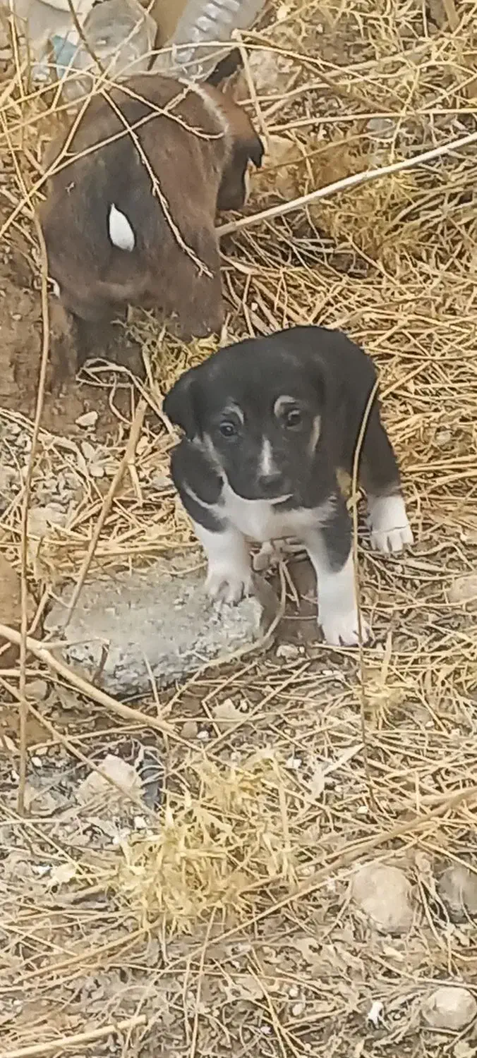 سگ ژرمن|سگ|شیراز, حسن آباد|دیوار