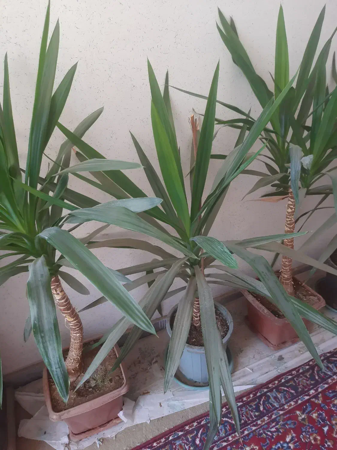 خانه|گل و گیاه طبیعی|فولادشهر, B1|دیوار