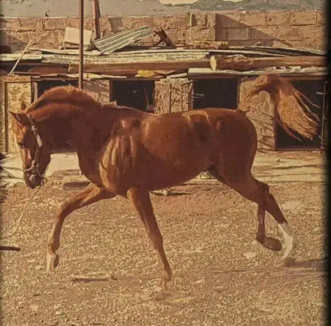 اسب|اسب و تجهیزات اسب‌سواری|کرمان, |دیوار