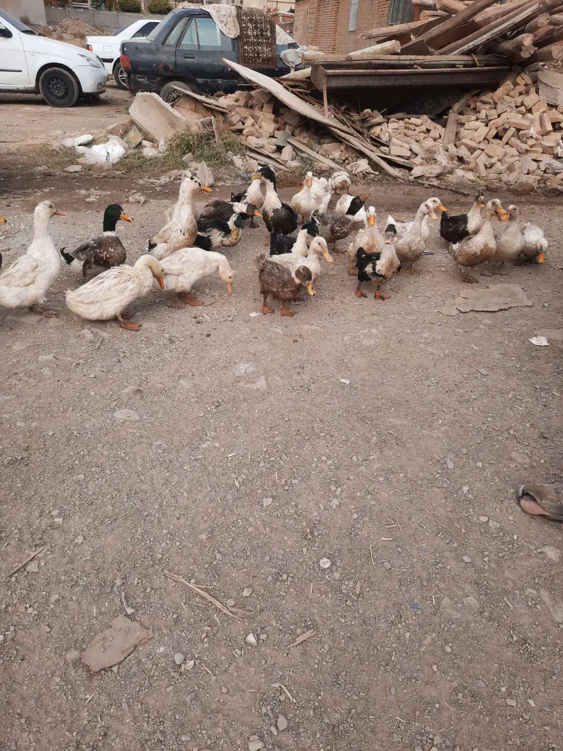 اردک درشت|حیوانات مزرعه|آبسرد, |دیوار