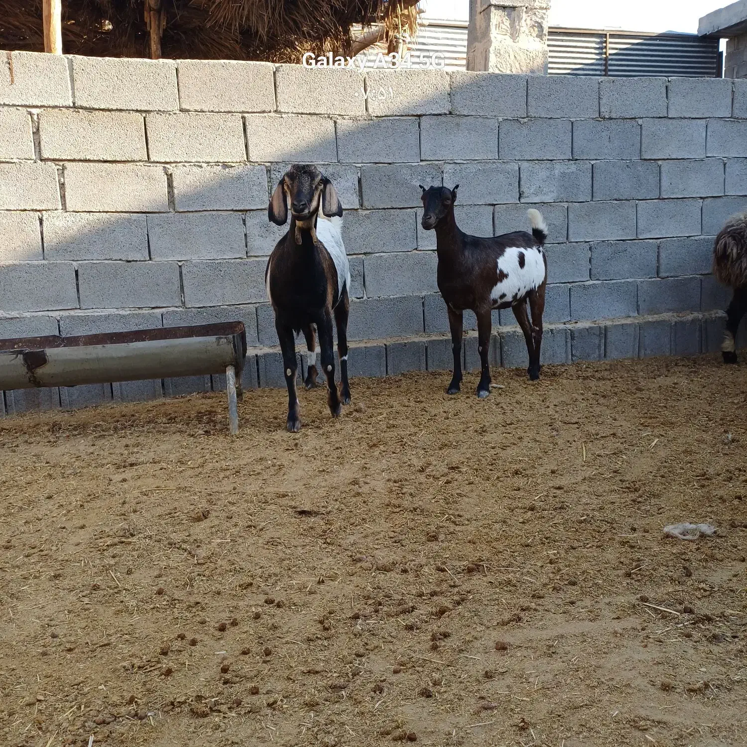 بز بندری|حیوانات مزرعه|جهرم, |دیوار