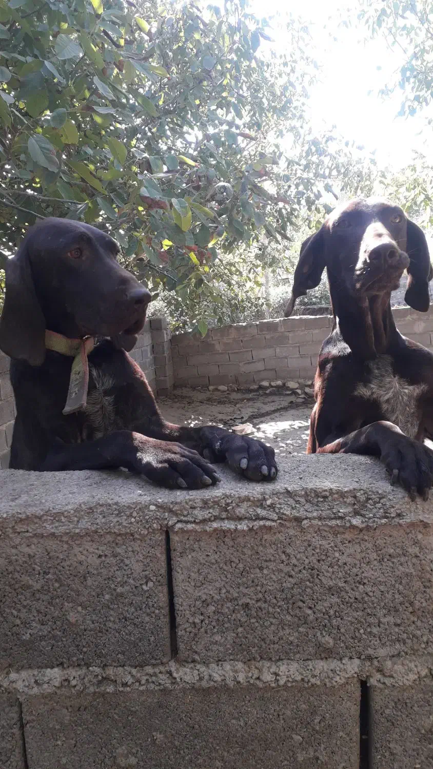 پوینتر انگلیس و المان|سگ|گلی داغ, |دیوار