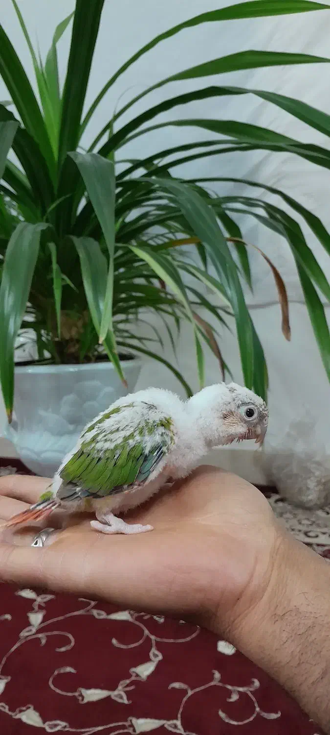 جوجه گرینچیک|پرنده|نیشابور, شهرک بهارستان|دیوار