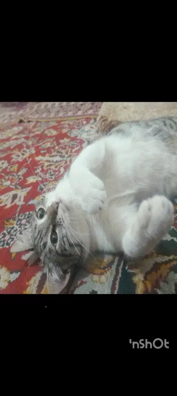 واگذاری گربه|گربه|فاضل آباد, |دیوار