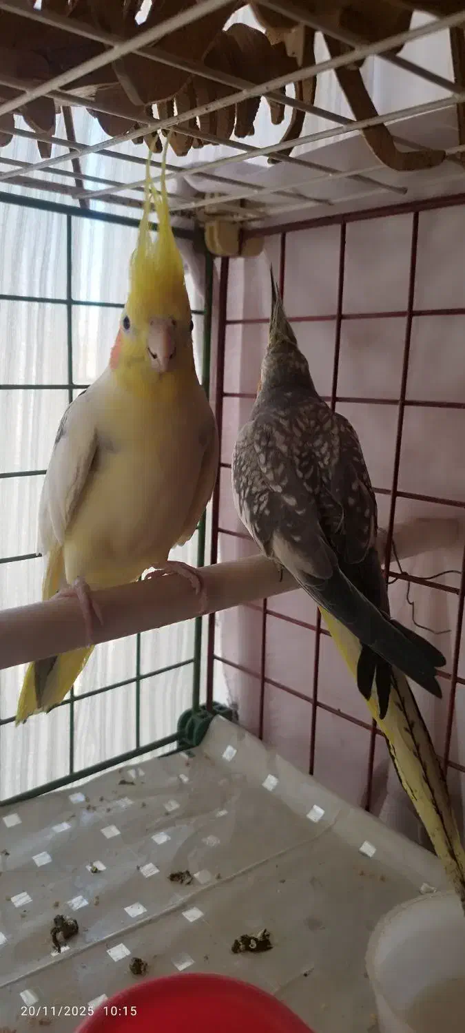 دوعدد عروس هلندی نر ماده ویک جفت مرغ عشق|پرنده|ابهر, |دیوار