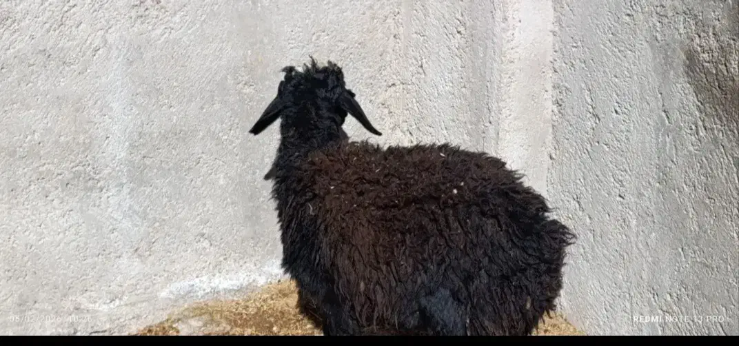 بره 28کیلو|حیوانات مزرعه|قزوین, |دیوار