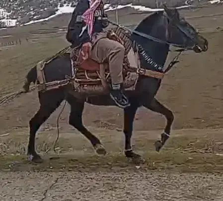 مریوان|اسب و تجهیزات اسبسواری|خاو و میرآباد, |دیوار