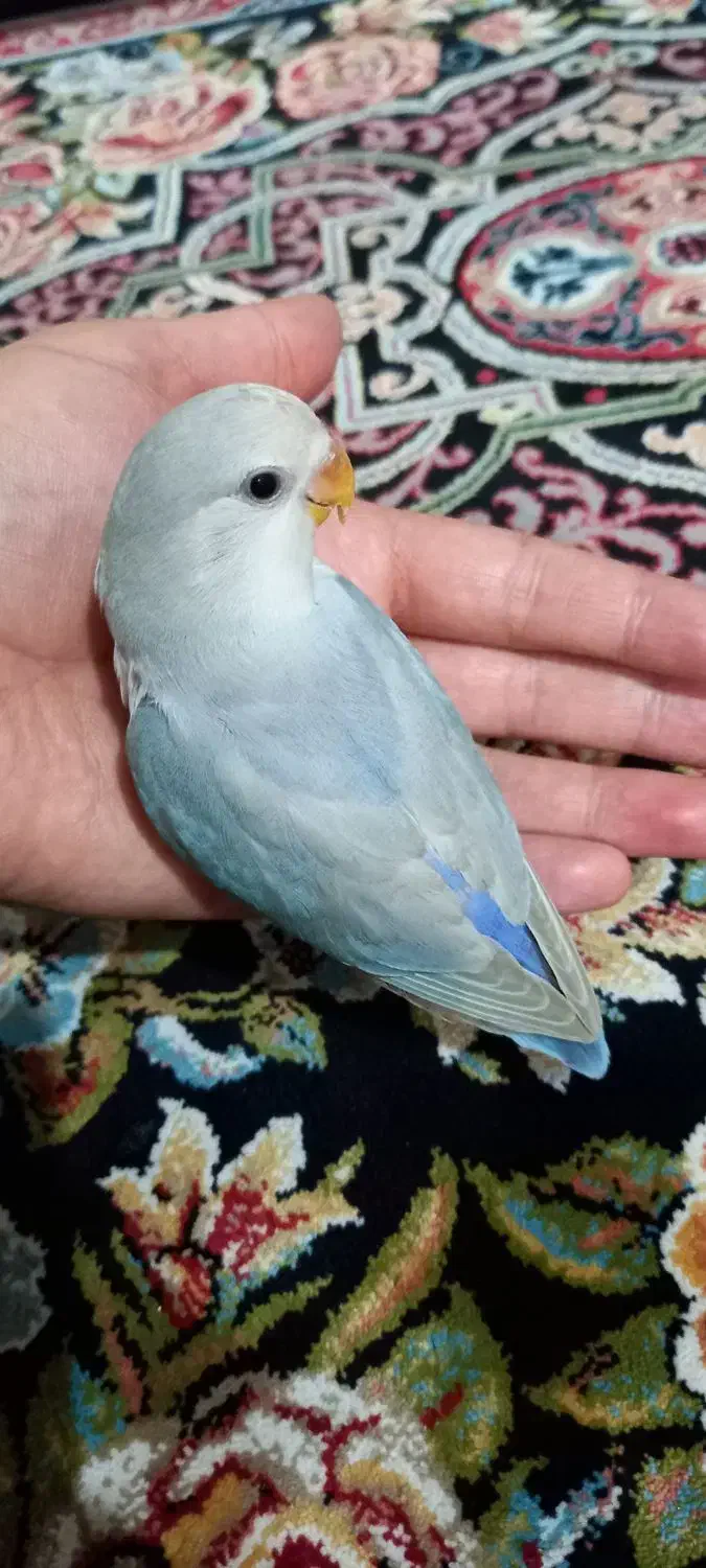 طوطی برزیلی کوتوله رام و دستی حلقه پا زیبا|پرنده|باغستان, |دیوار