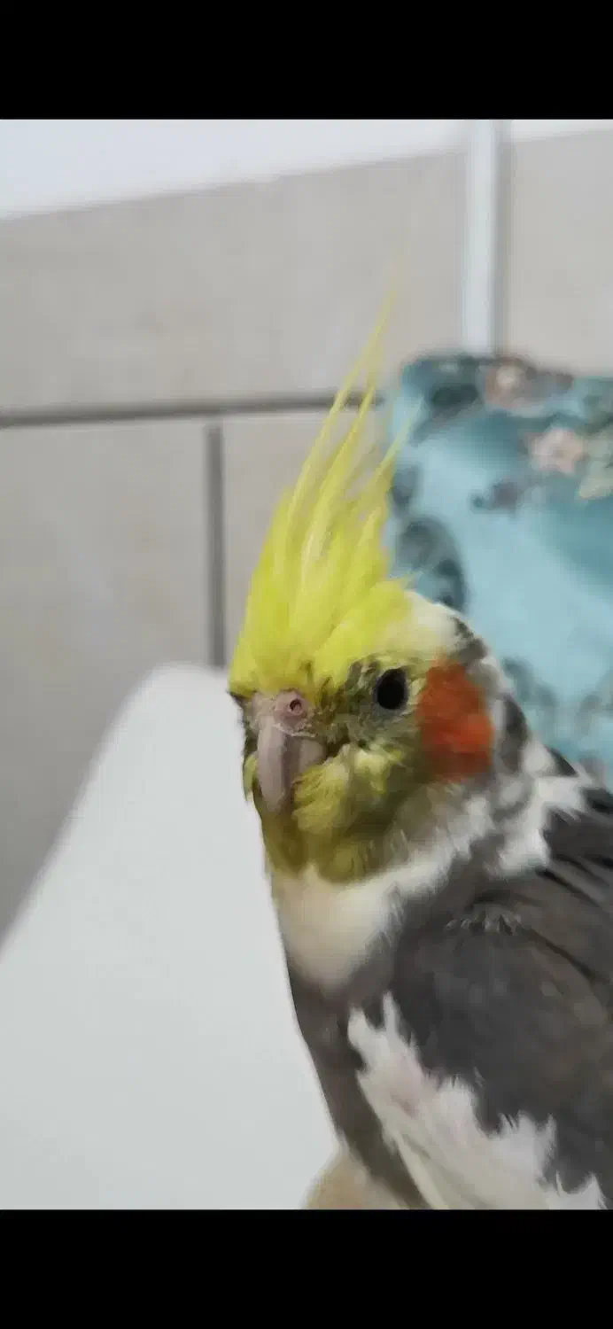 گمشده|حیوانات|نجف‌آباد, شریعتی|دیوار