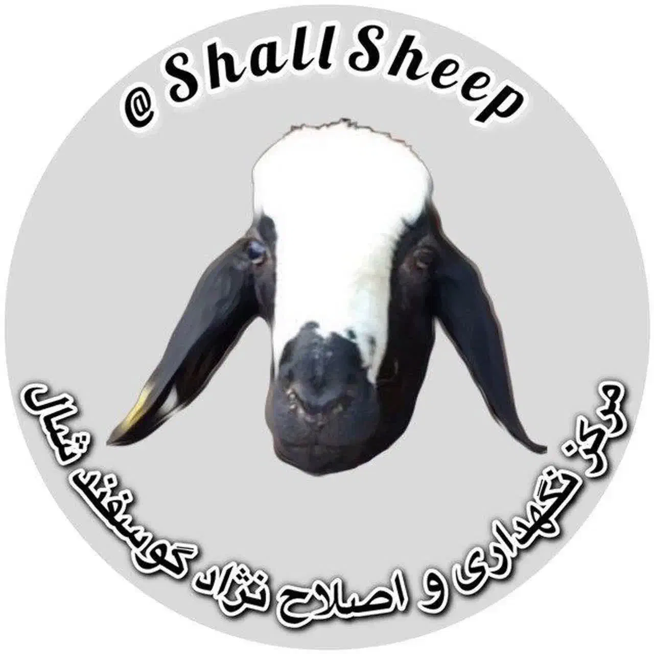 دو یــ.ـیست گوسفند satreo ژــن قـزویــن|خدمات پیشه و مهارت|بافت, |دیوار