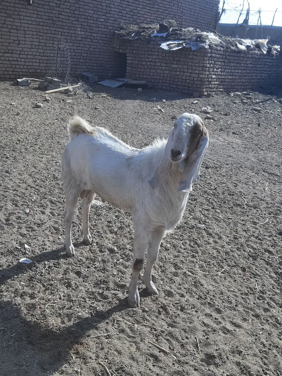 نربز گلابی پیام بدین شماره تماس بدم|حیوانات مزرعه|بردسکن, |دیوار