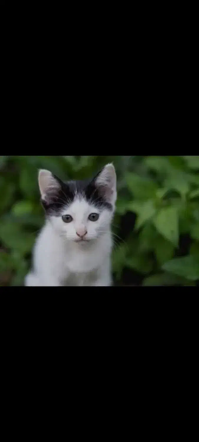 واگذاری گربه|گربه|مشهد, هنرور|دیوار