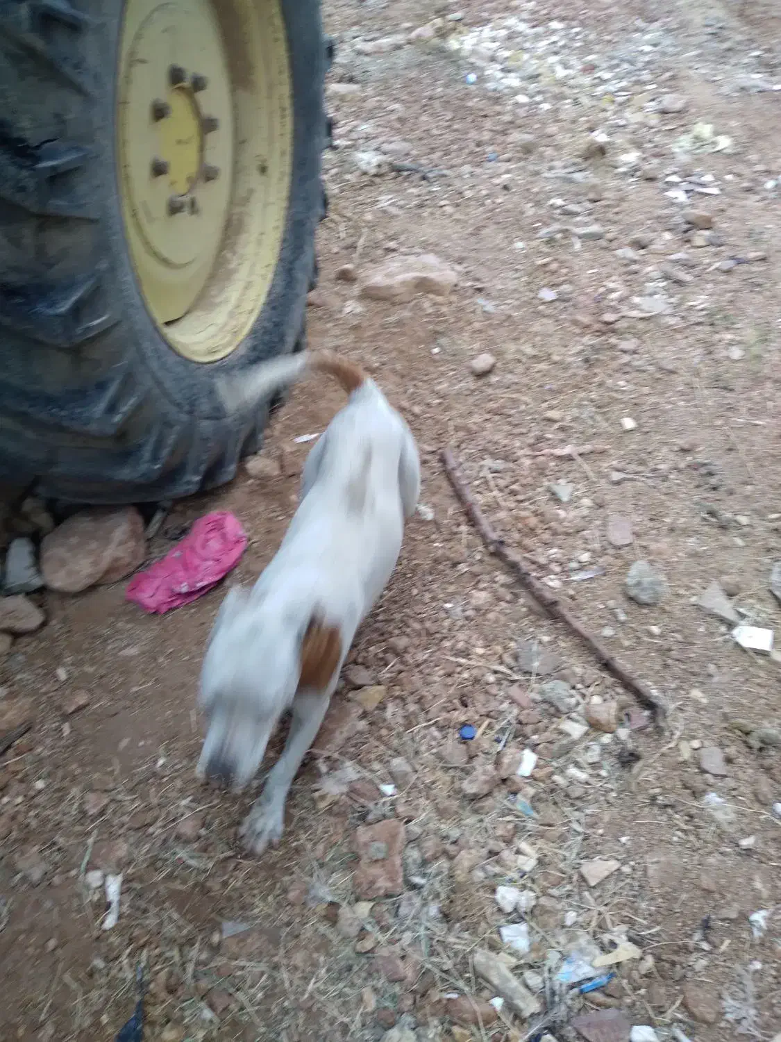 سگ ریگان پیتبول ماده پورخون اصل|سگ|شیراز, داریون|دیوار