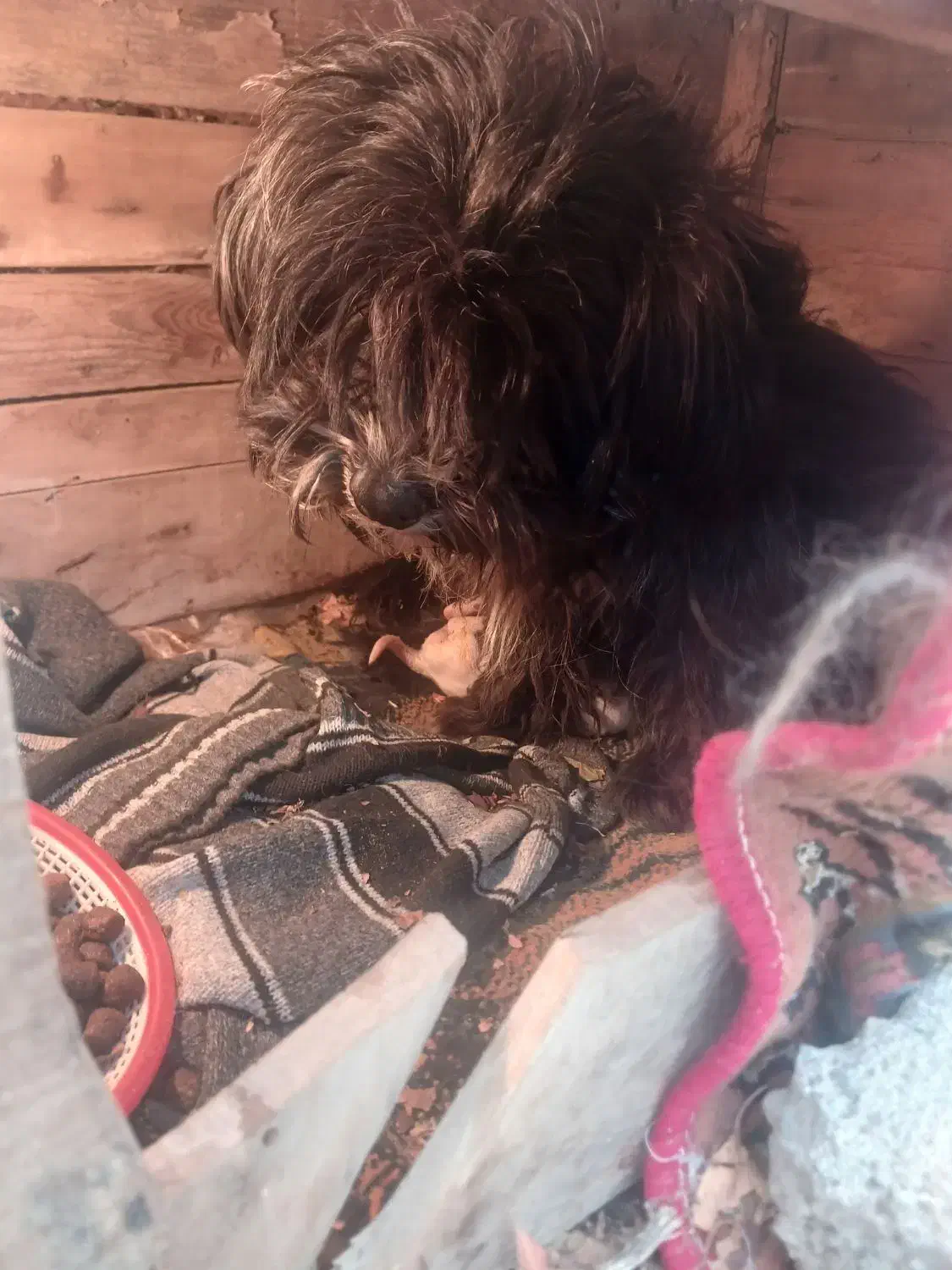 سگ پاکوتاه شیتیزو|سگ|مشگین شهر, |دیوار