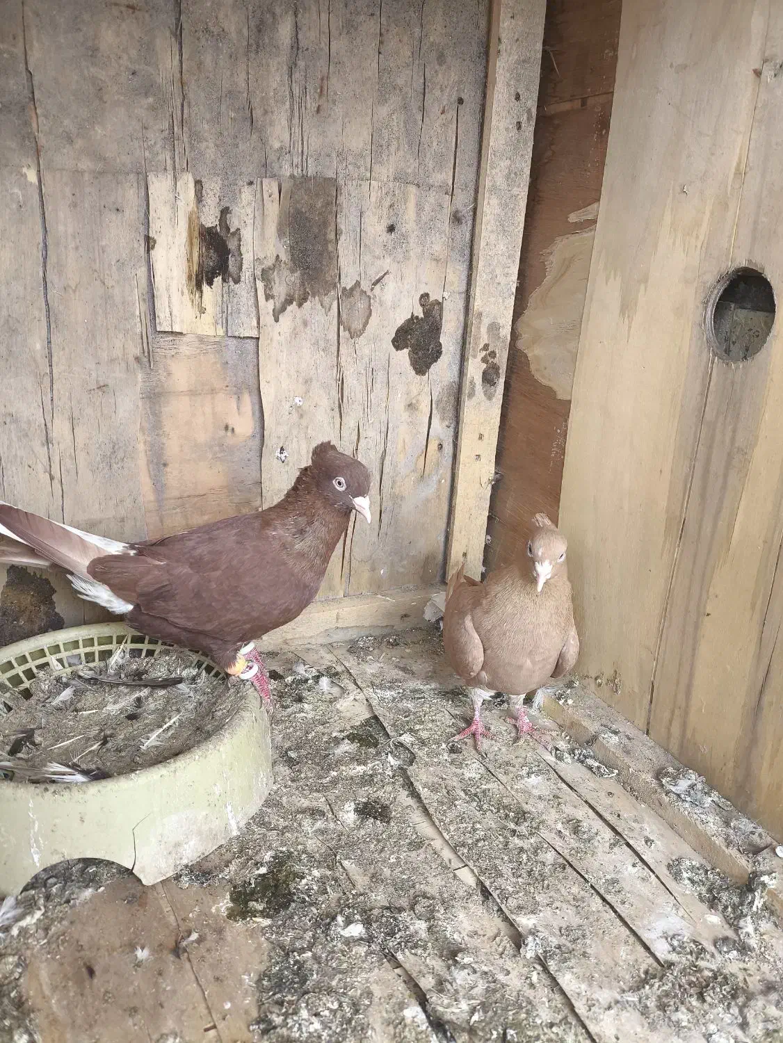 کبوتر|پرنده|کارون, |دیوار