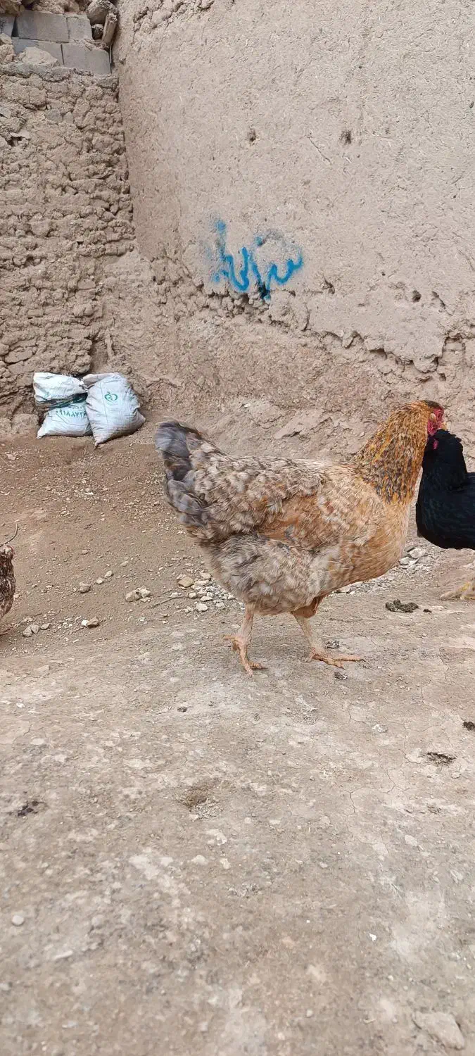 مرغ|مجسمه، تندیس، ماکت|بیجار, |دیوار