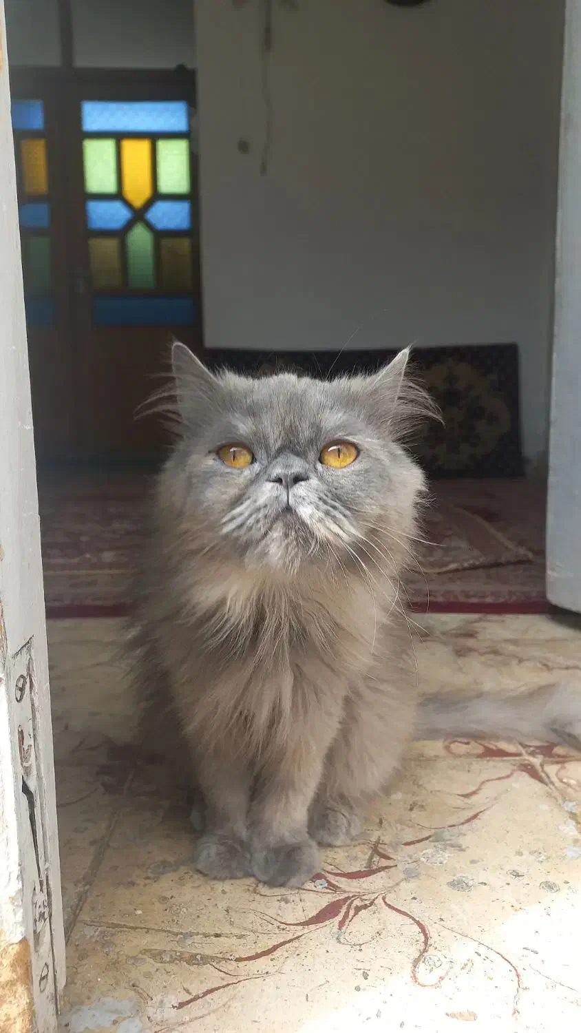 جفتگیری گربه ماده است|گربه|گرگان, |دیوار