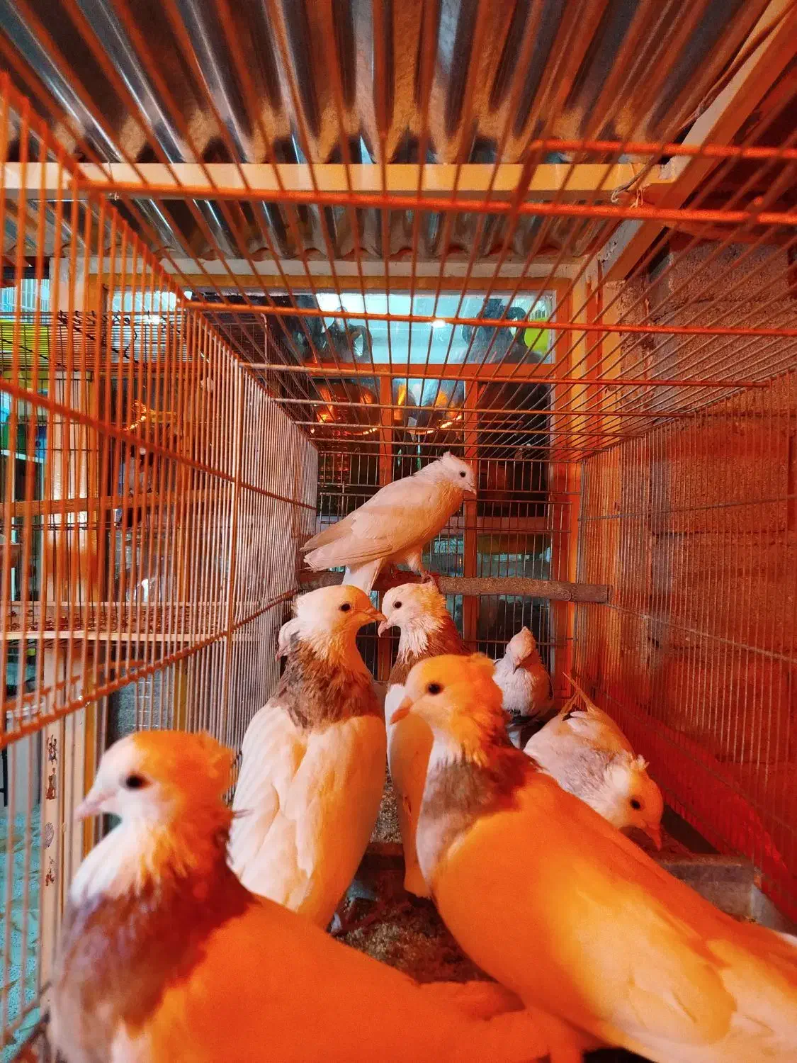 کبوتران زینتی ساعتی مسافتی|پرنده|ایوان, |دیوار