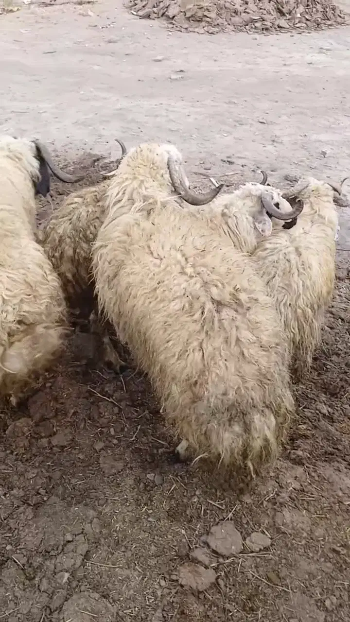 بره نره|حیوانات مزرعه|چالدران, |دیوار