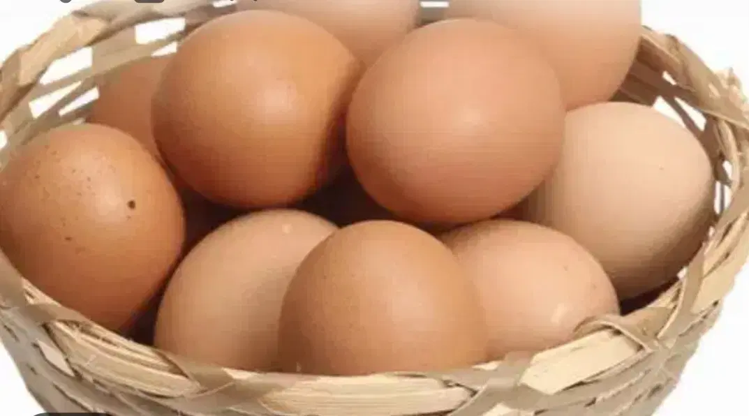 تخم مرغ|خوردنی و آشامیدنی|بهشهر, |دیوار