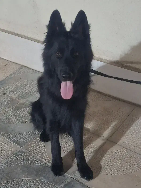 ژرمن بلک|سگ|ری, علایین|دیوار