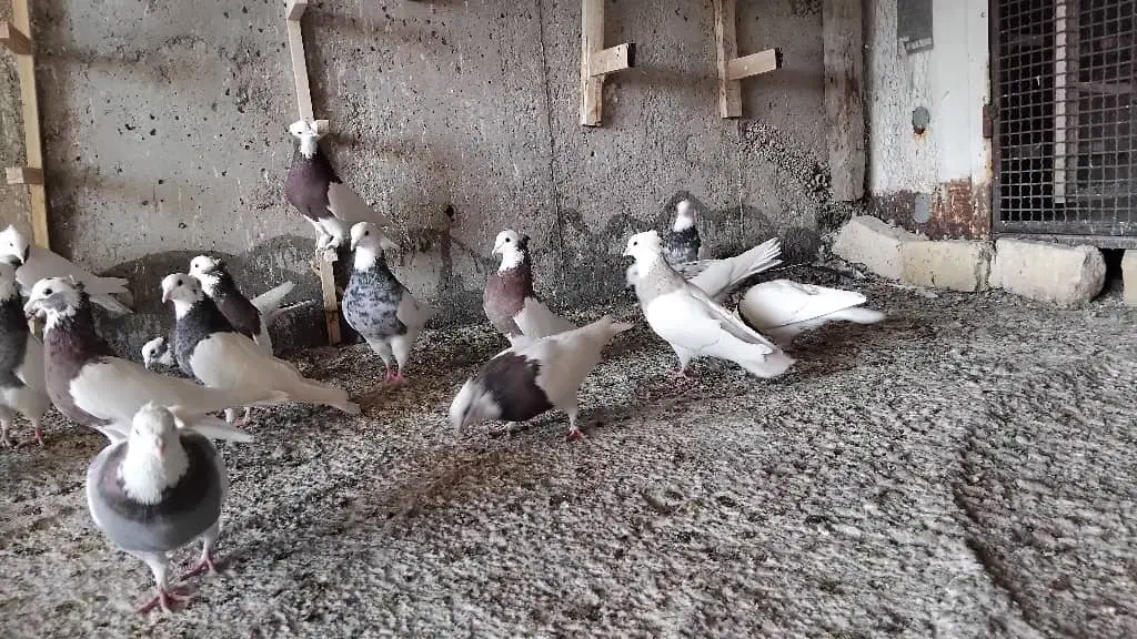 ۲۰عدد کفترطوقی|پرنده|شیراز, حجت آباد|دیوار