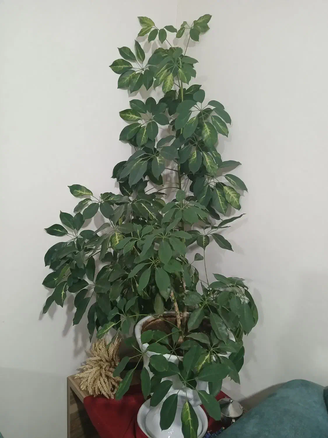 گل آپارتمانی|گل و گیاه طبیعی|نمین, |دیوار