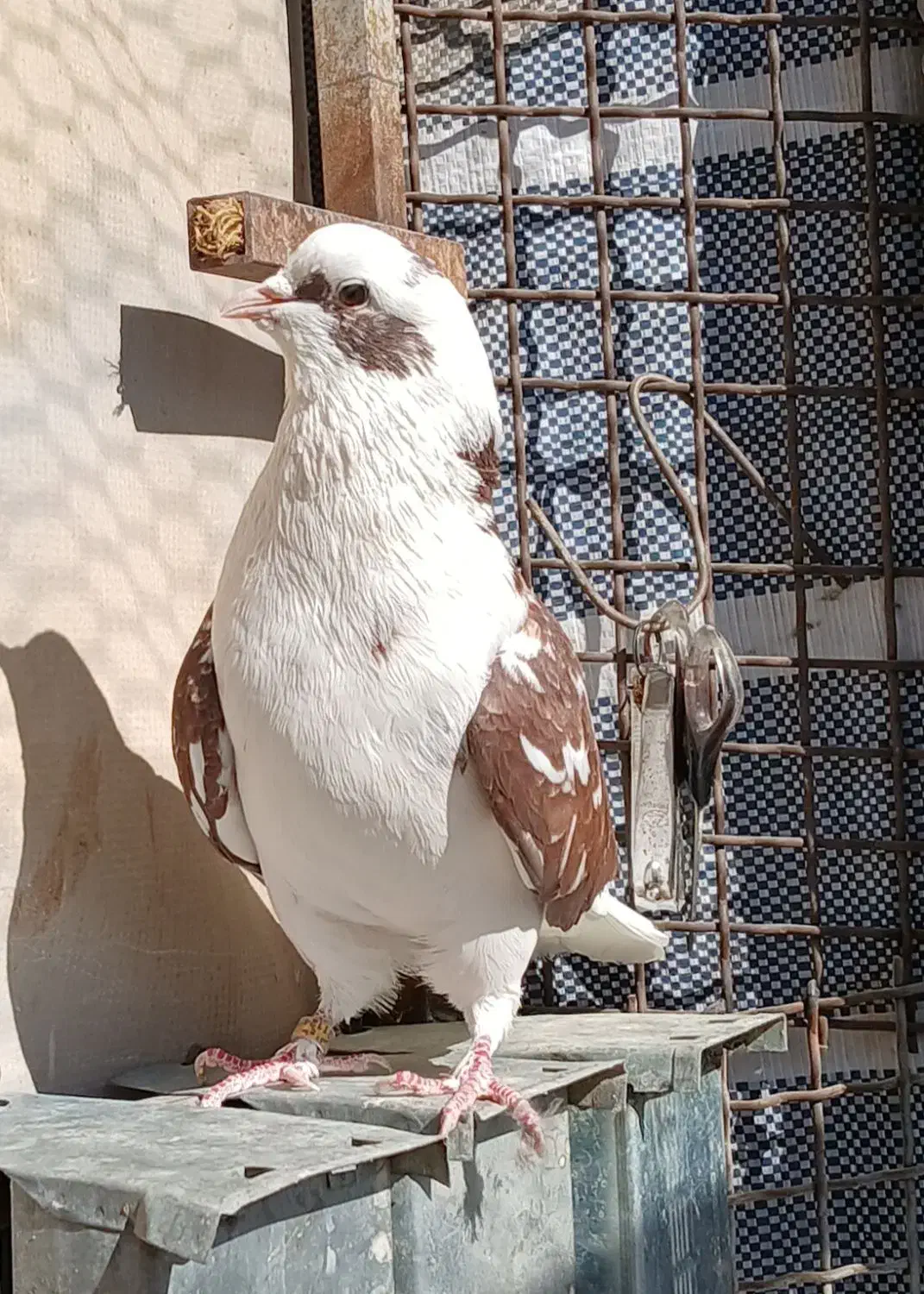 کبوتر شمرونی اصل|پرنده|دماوند, دماوند|دیوار